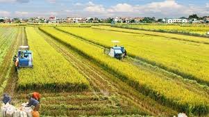 Planet Rice